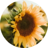 Sunflower Oil